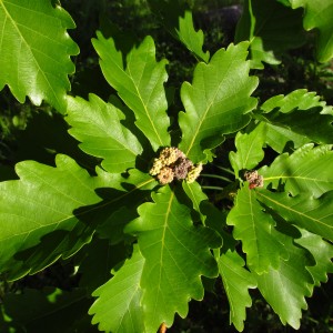 Саженец дуба Монгольского от 150 см