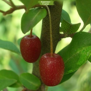 Саженцы гуми Шикотан -  комплект 5 шт.