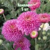 Комплект 5шт / Хризантема Бленда Пурпле