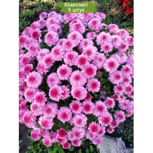 Саженцы сиреневой хризантемы мультифлоры ПАН Рот (Pan Rot)  -  комплект 5 шт.