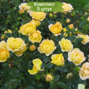 Саженцы почвопокровной розы Yellow Fairy (Еллоу Фейри) -  комплект 5 шт.