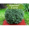 Саженцы самшита вечнозелёного Бухус (Buxus) -  комплект 5 шт.