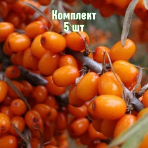 Саженцы Облепихи Жемчужина  -  комплект 5 шт.